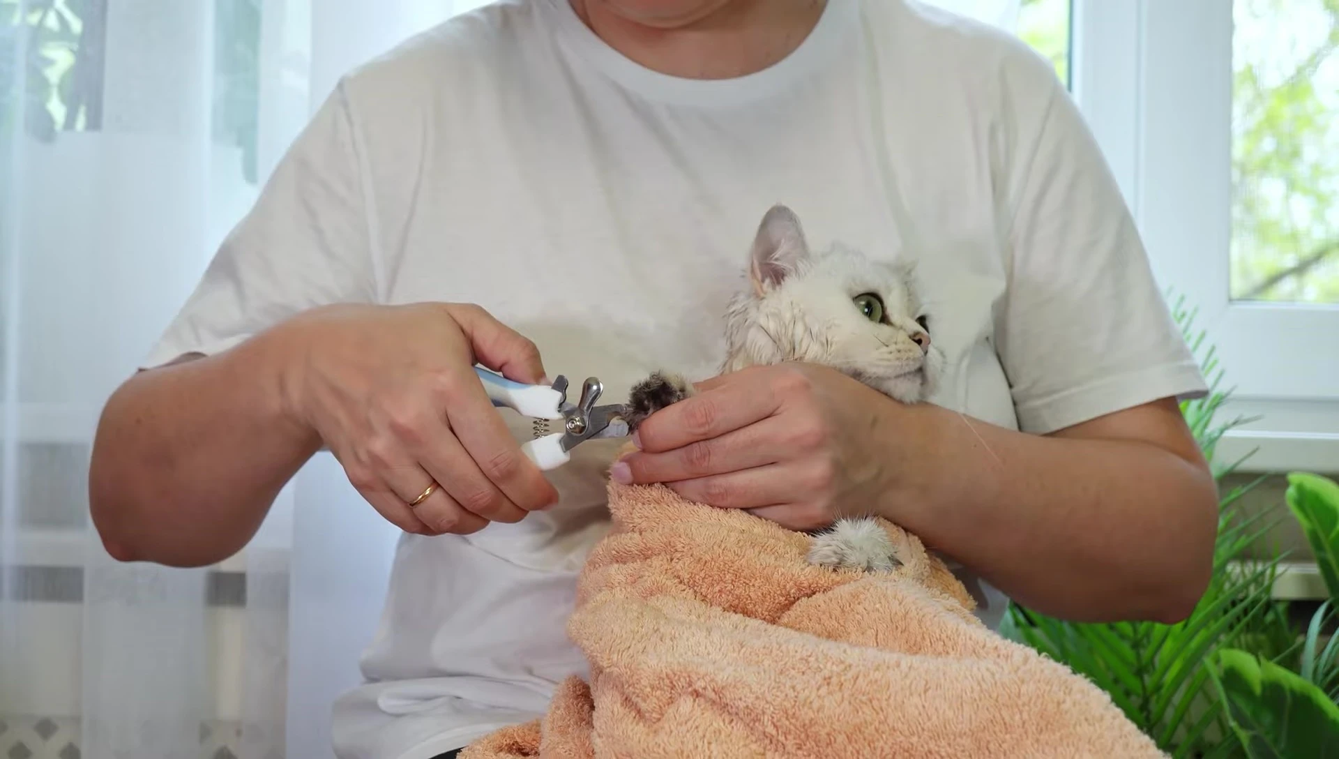 A relaxed cat resting