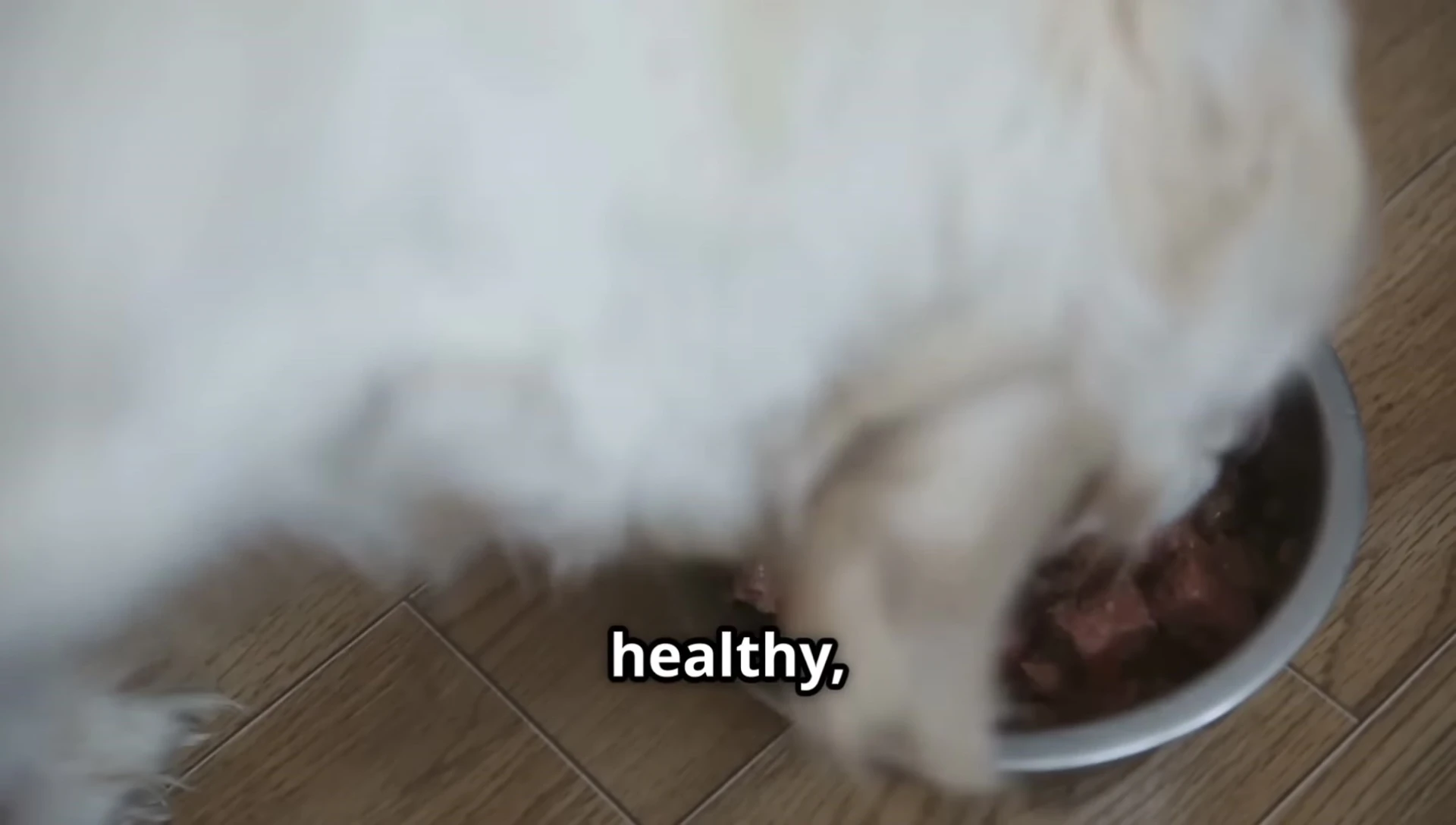 Emphasis on the importance of timely pet feeding.