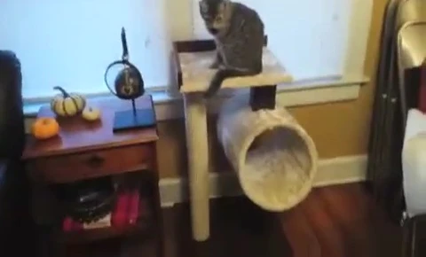 Cat enjoying the assembled cat tree