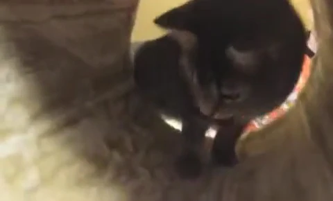 Assembling the cat tree with a cat