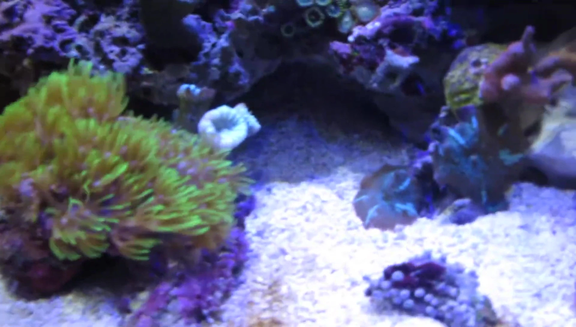 Slight diatom bloom visible on the tank substrate