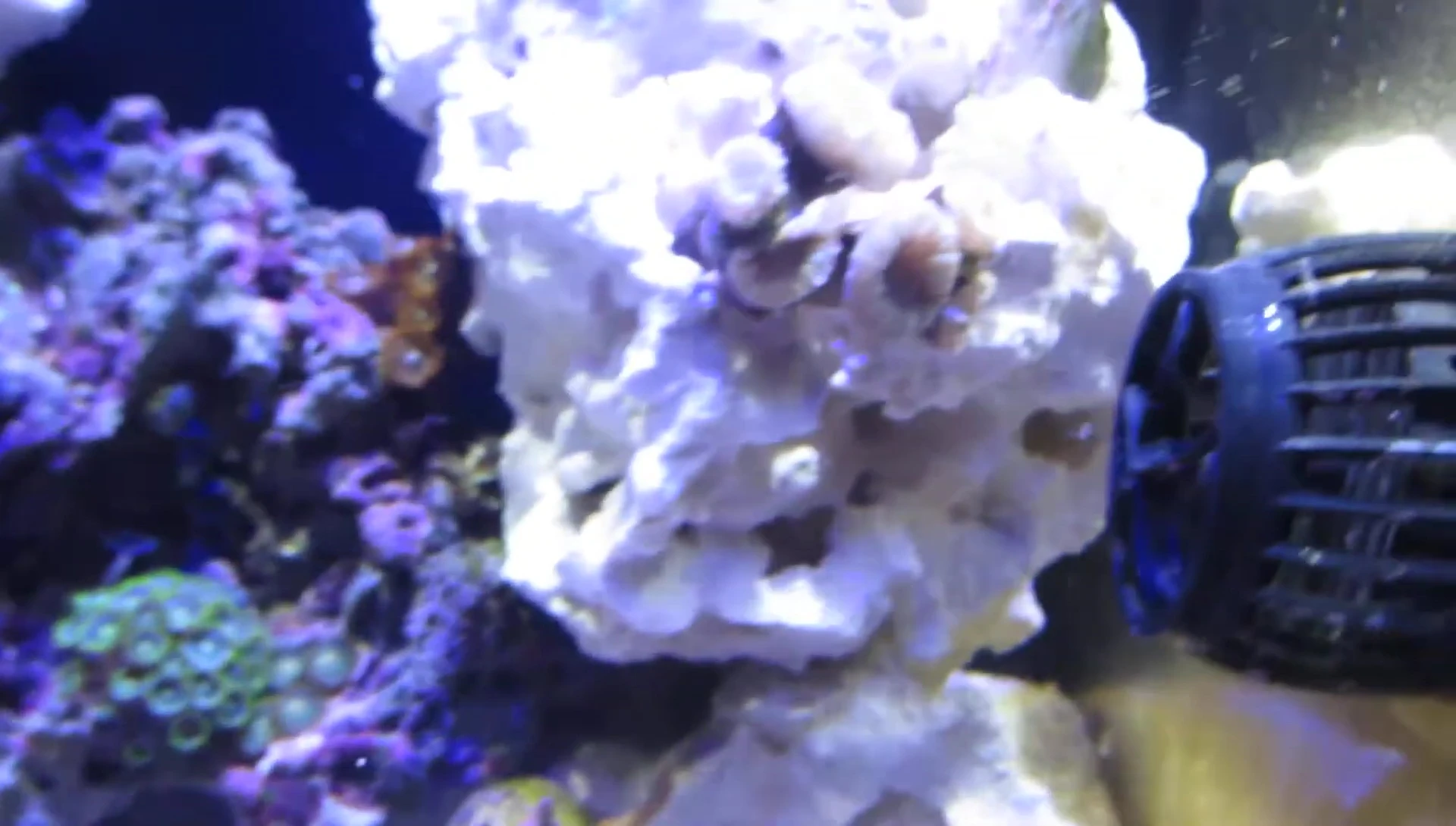 Torch coral in the Aqueon Evolve 8 Nano