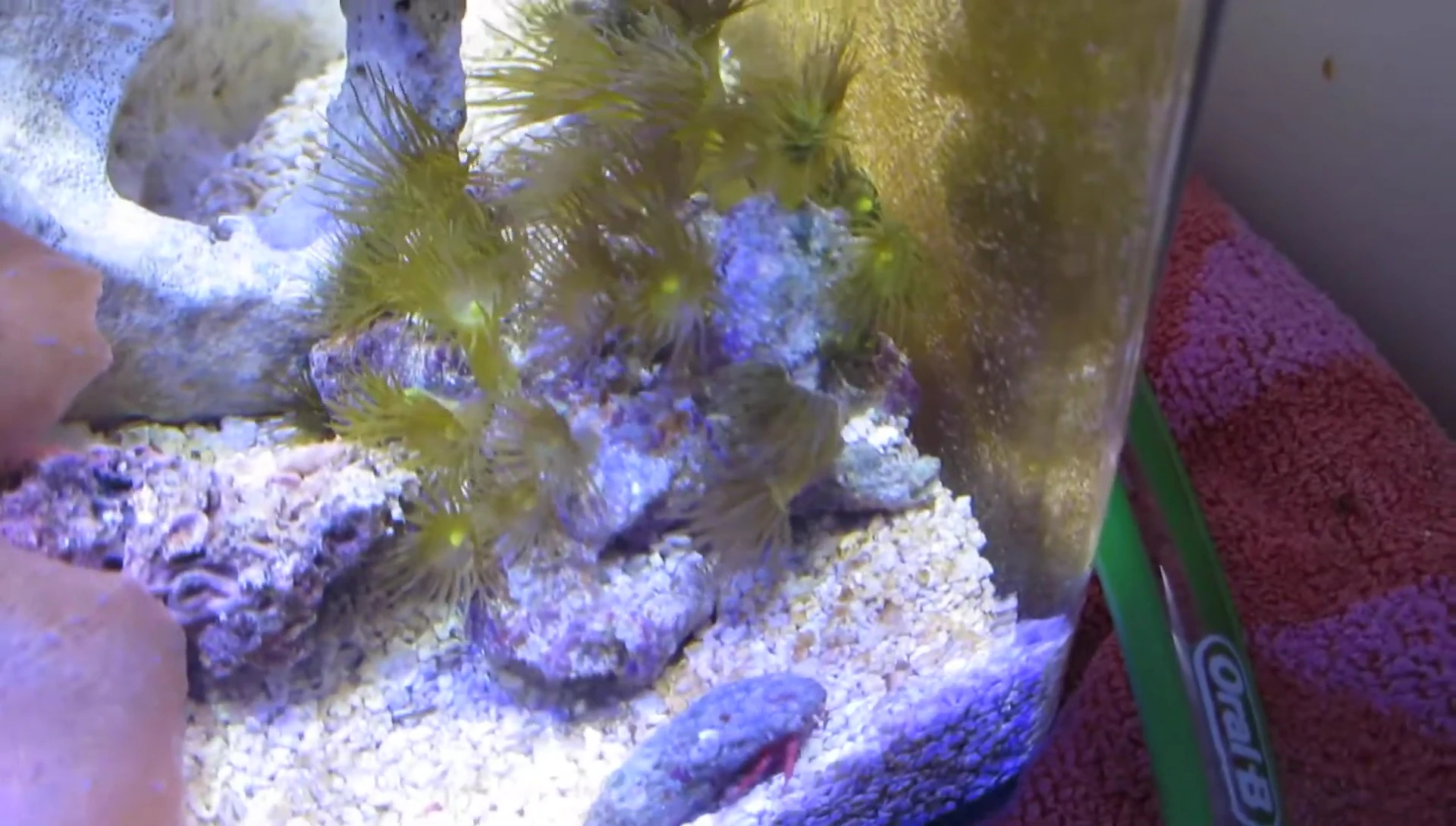 Unidentified Star Polyps