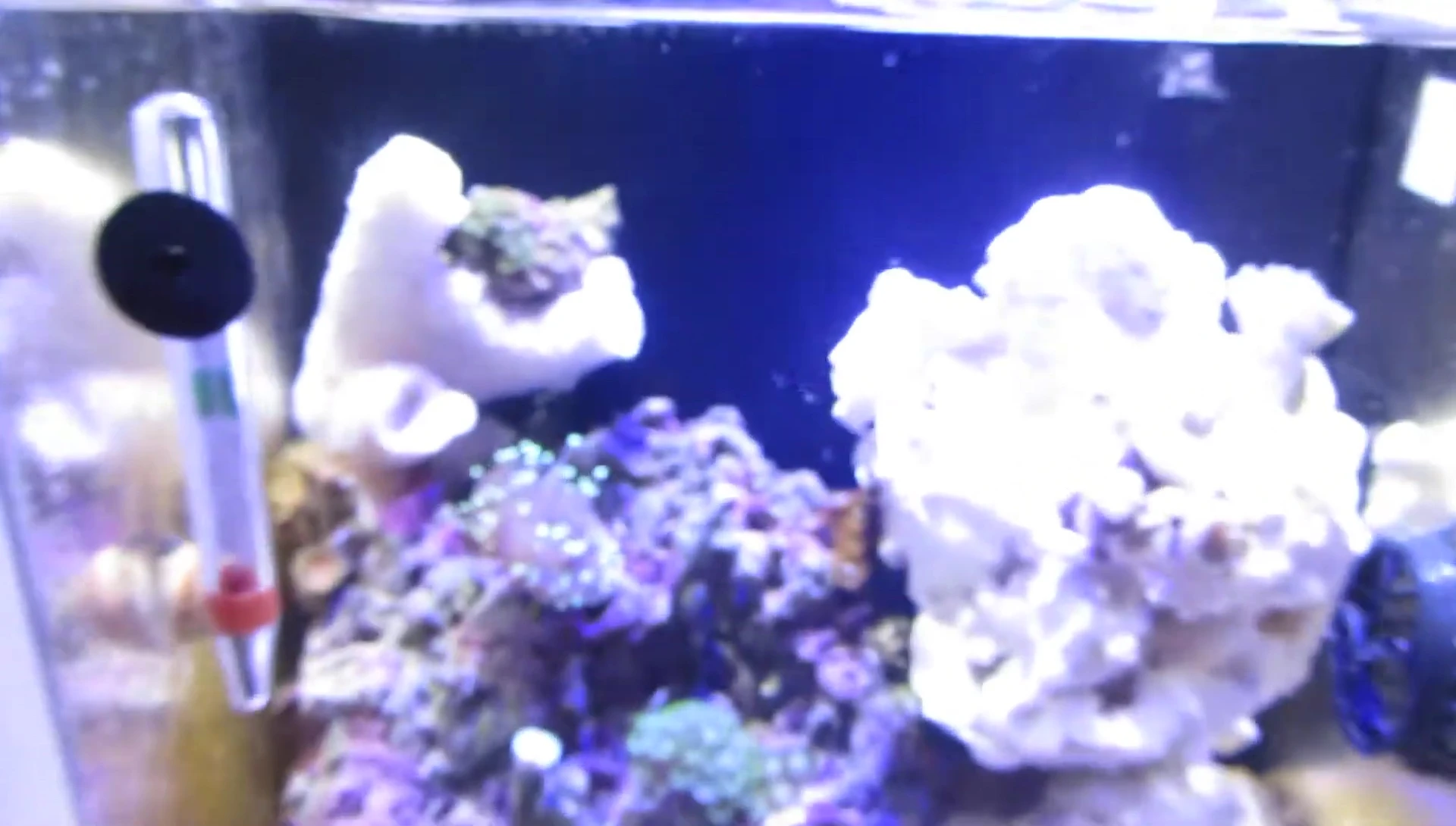 Peppermint shrimp, the sole remaining inhabitant
