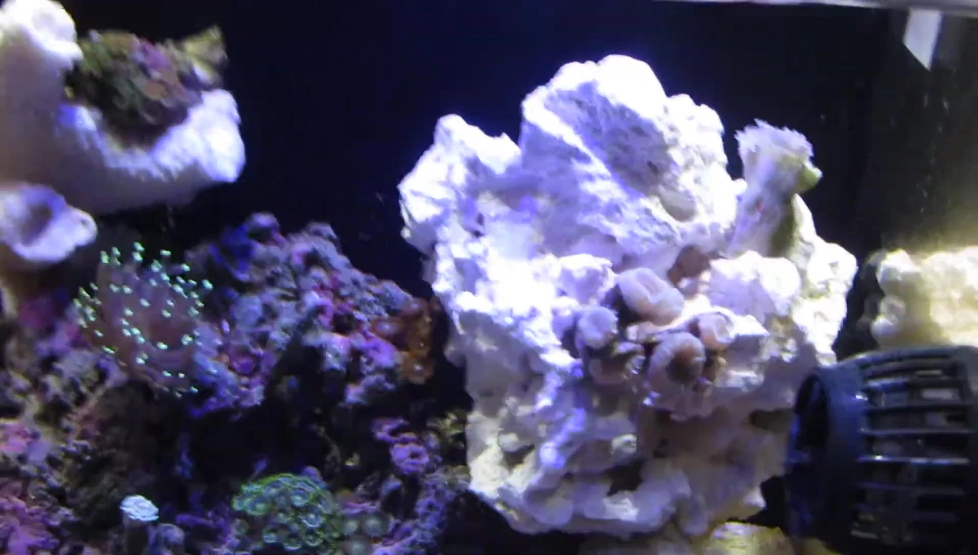 Considering a green clown goby for the tank