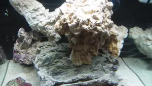 Aqueon Evolve 8 Nano Reef Tank: A Comprehensive Upgrade and Review