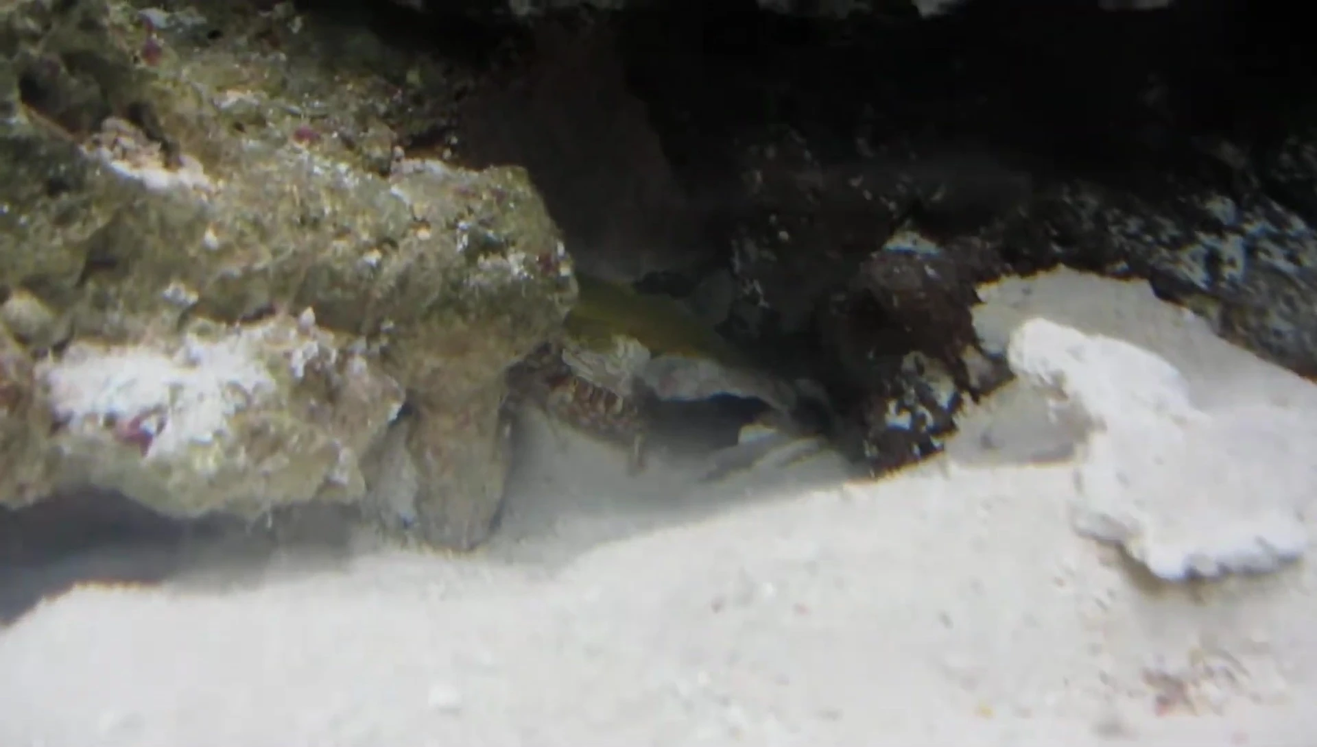 Pistol shrimp and goby working together