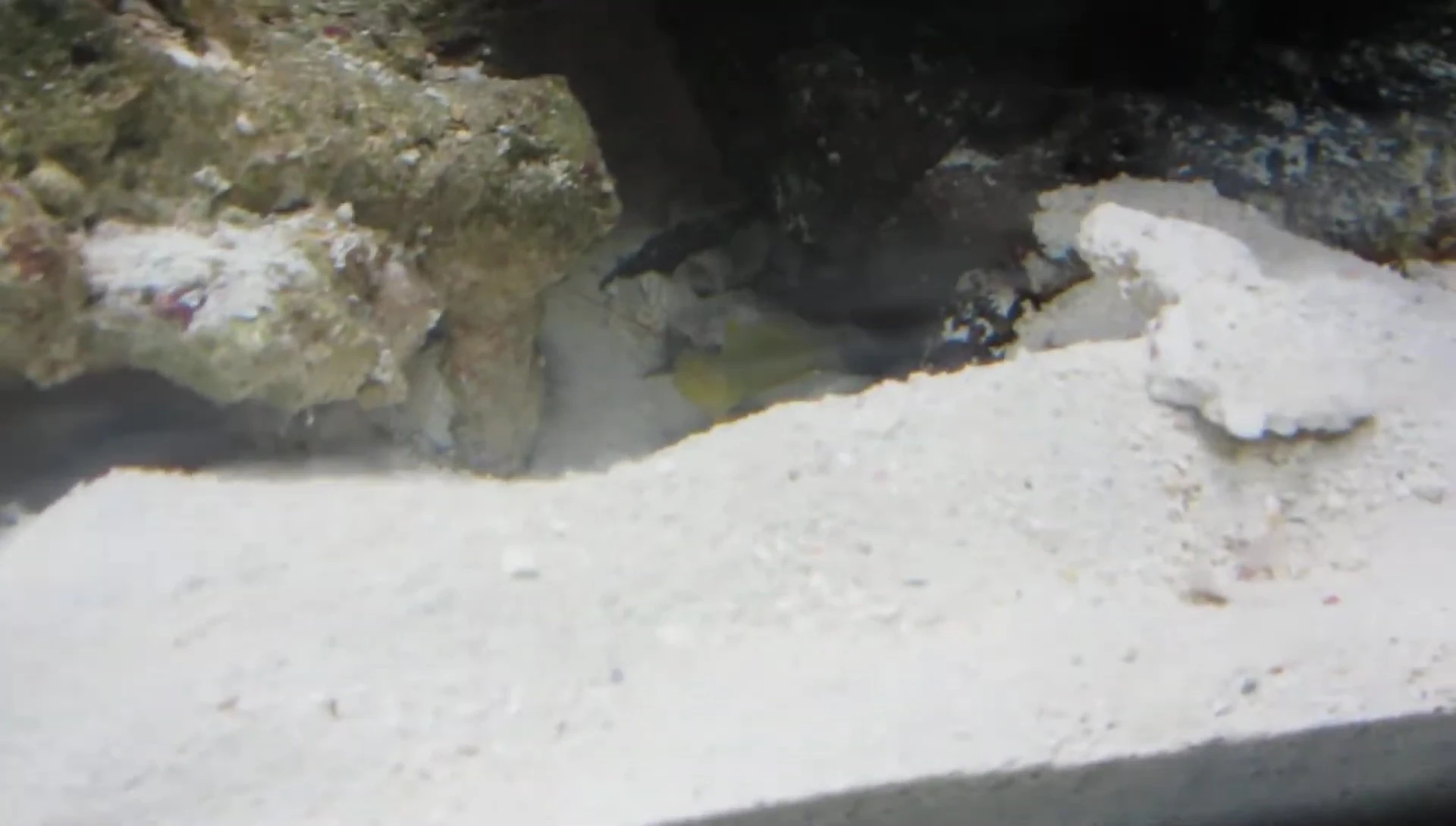 Goby guarding the burrow entrance