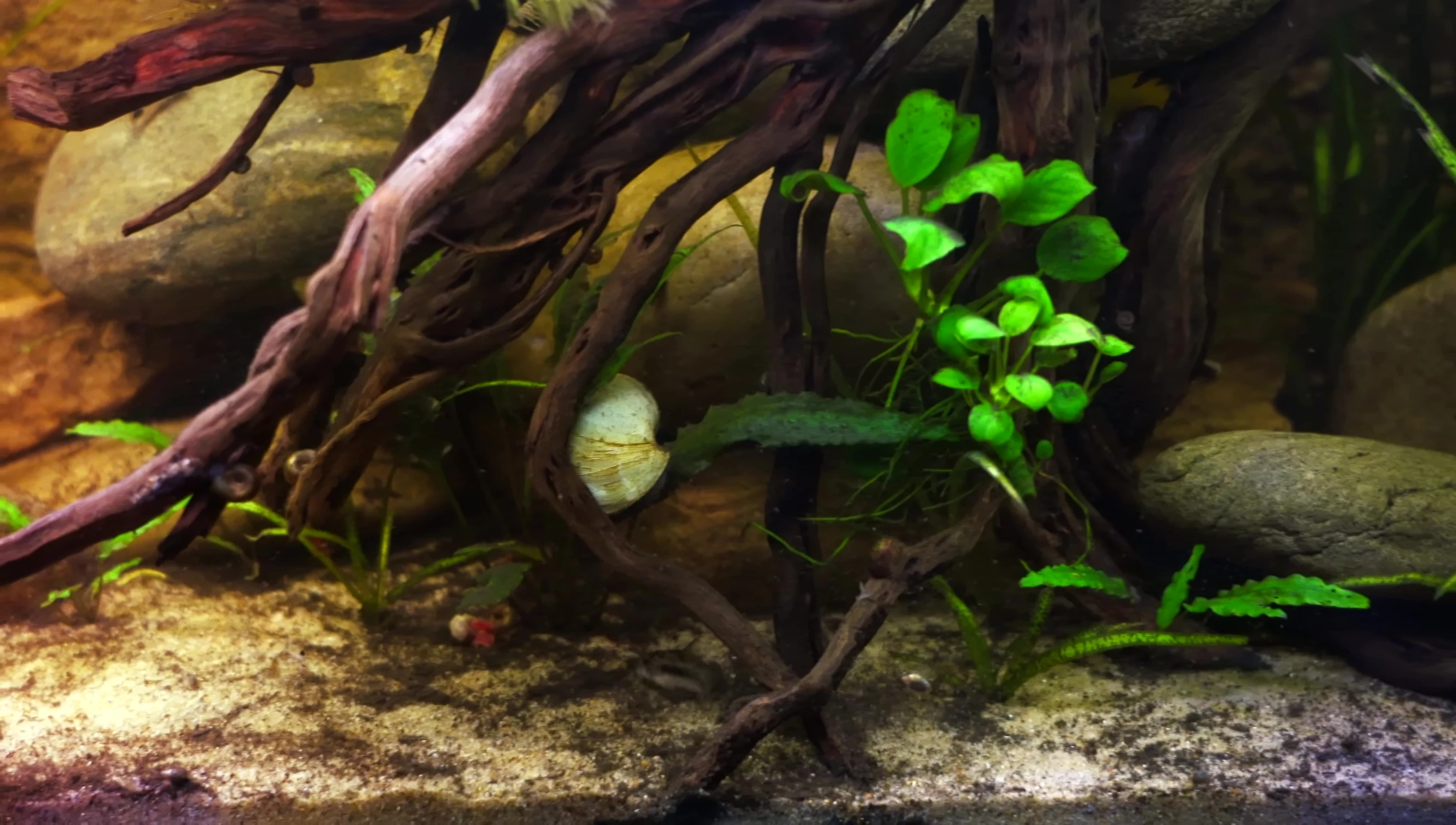 Pygmy Corydoras partially visible amongst the rocks and driftwood.