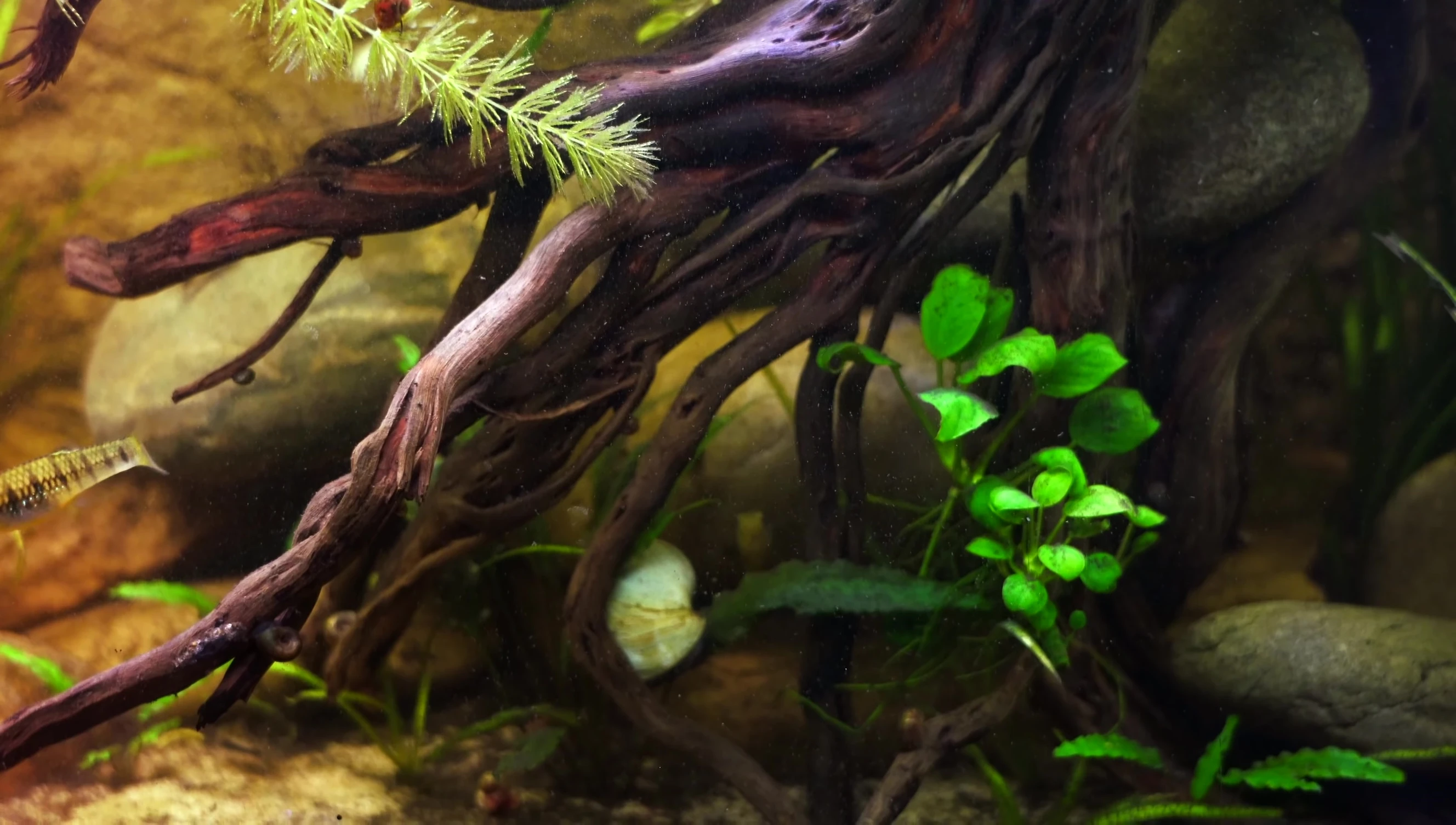 One of the Eltonia Plecos partially visible near the driftwood.