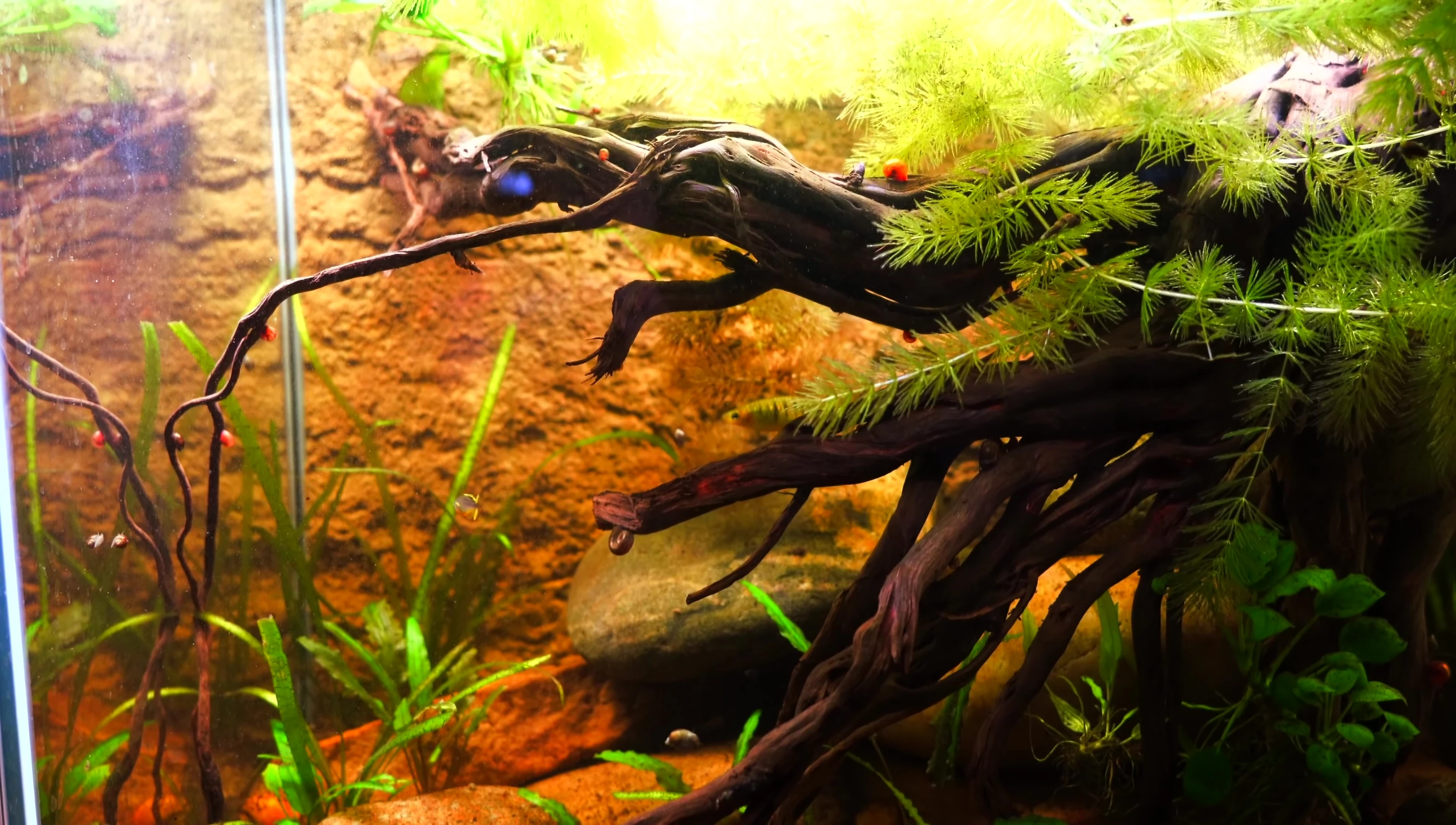 Final overall shot of the thriving driftwood tank