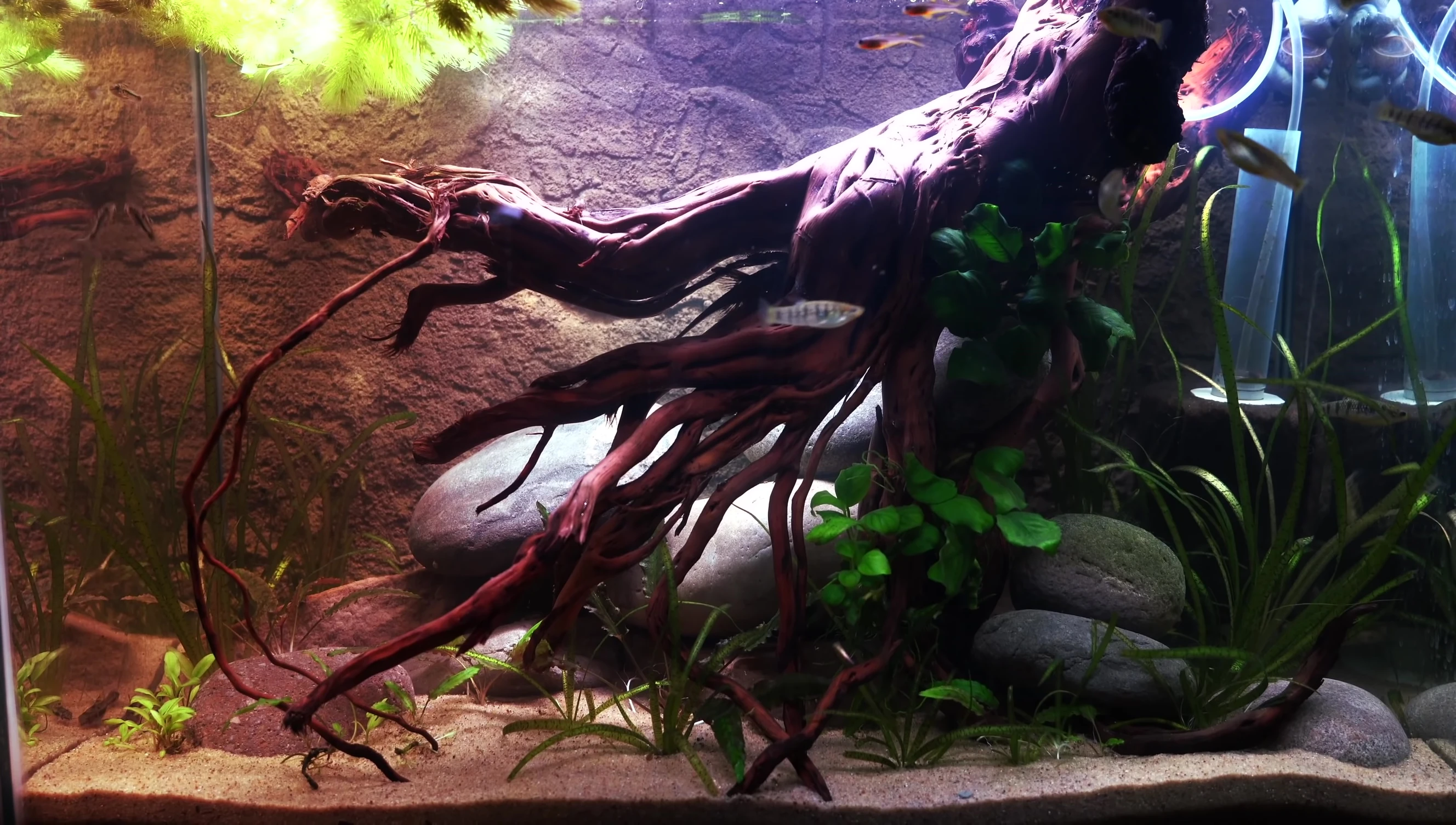 Overall view of the newly set up 20-gallon driftwood tank.