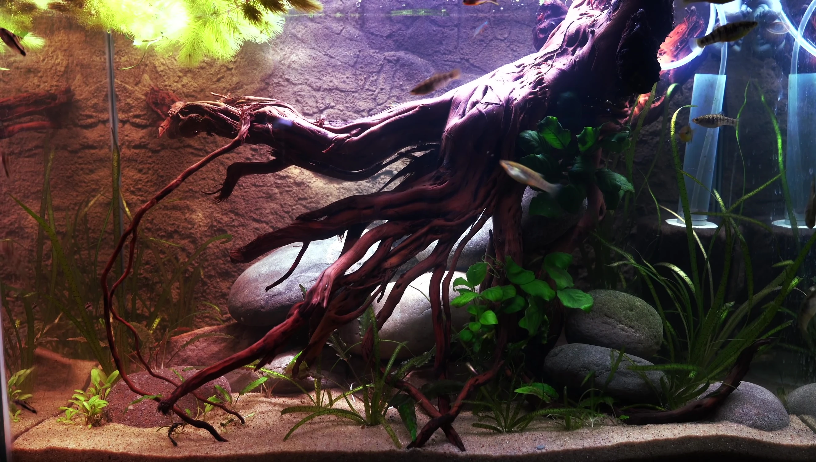 Close-up showcasing the driftwood and the initial arrangement of the rocks
