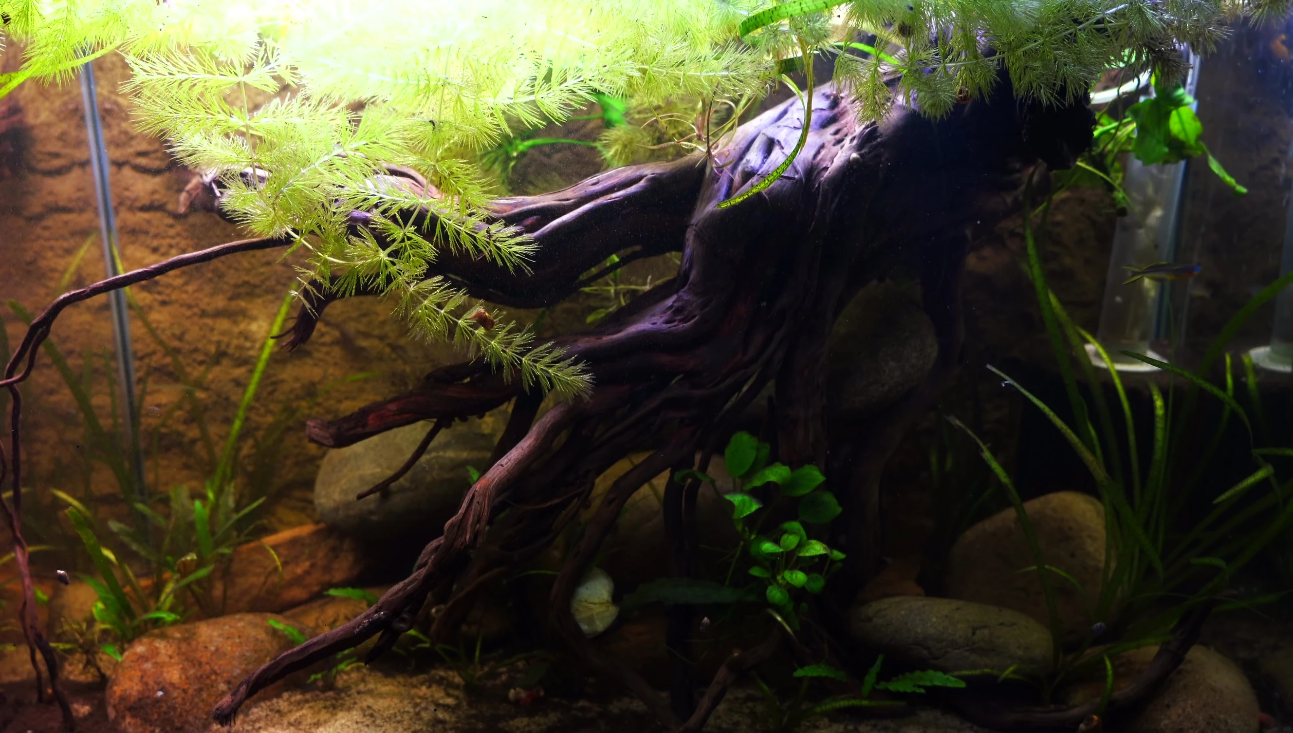 The tank after two months, showing significant hornwort growth