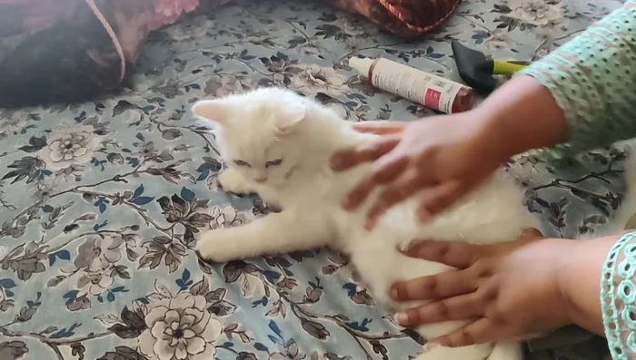 Thoroughly rub the shampoo into the fur with your hands to remove dirt and grime.