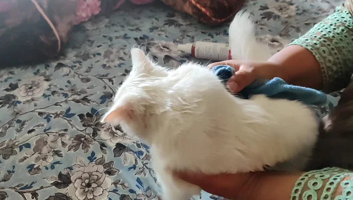 Take breaks during grooming to avoid stressing the cat.