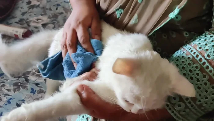 Take breaks during grooming to avoid stressing the cat.