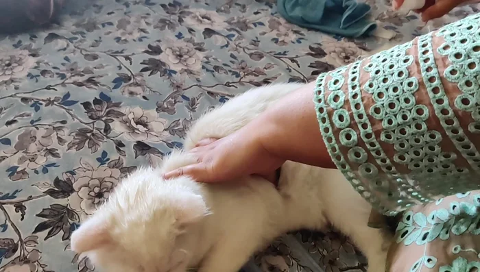 Take breaks during grooming to avoid stressing the cat.