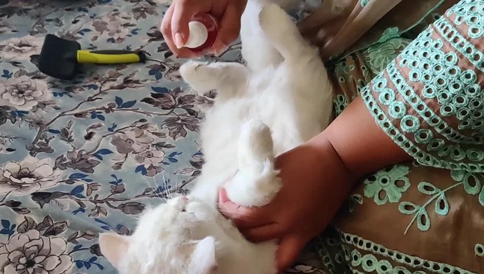 Pay special attention to the stomach area, where much hair tends to shed.