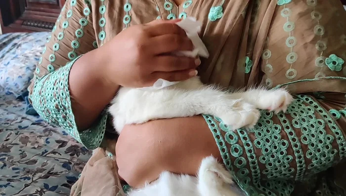 Pay special attention to the stomach area, where much hair tends to shed.