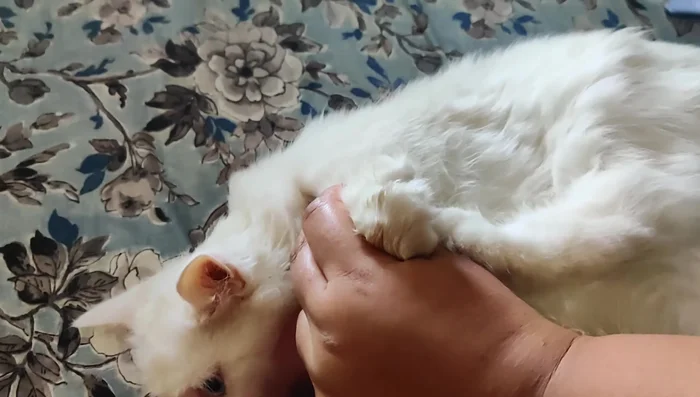 Pay special attention to the stomach area, where much hair tends to shed.