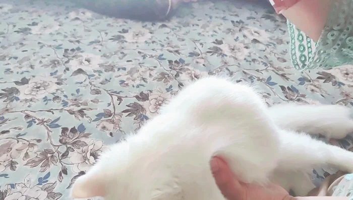 Thoroughly rub the shampoo into the fur with your hands to remove dirt and grime.