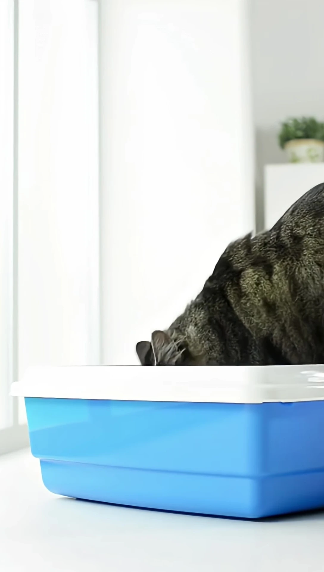 A cat stretching out in a litter box.