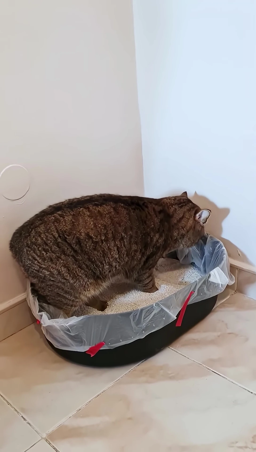 A cat looking stressed in a small litter box.