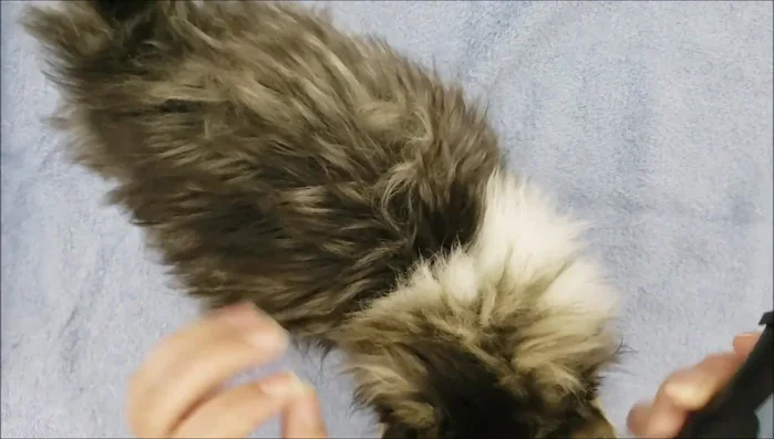 Desensitize your cat to the trimmer. Let them smell and feel the trimmer on their body, turning it on briefly to let them get used to the sound and vibration. Offer treats for positive reinforcement.