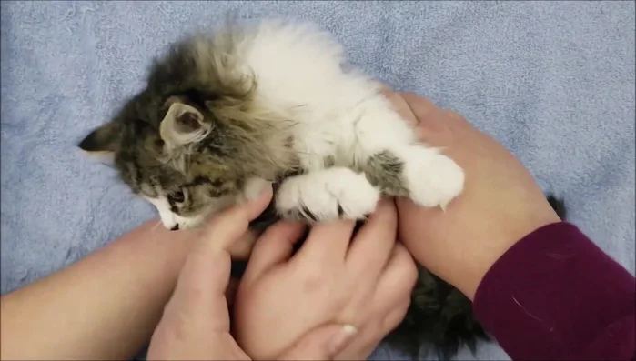 Have someone help hold the cat securely and comfortably. Gently lay the cat on its back or side.