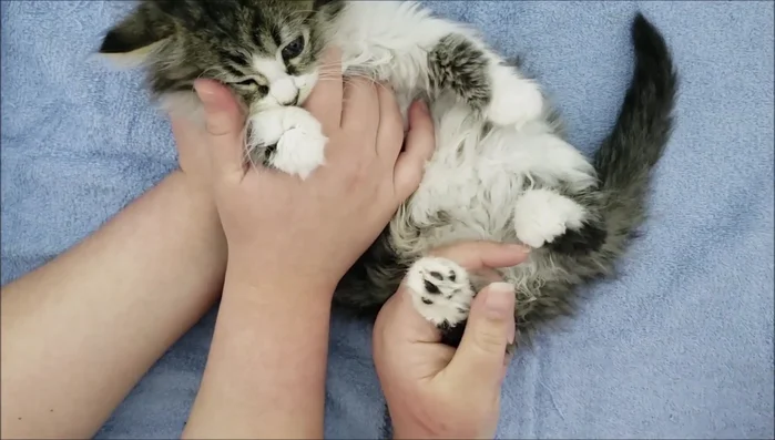 Using the trimmer on a short setting, gently glide the blades over the fur covering the paw pads. Keep the blades level with the surface of the paw to avoid nicks and uneven cuts. Work slowly and carefully.