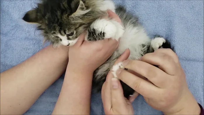 Pay special attention to the fur between the toes, pulling it up slightly to trim more effectively.