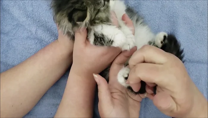 Trim only the fur that covers the pads, avoiding the leg. Aim for less than half a finger's width of fur remaining. 