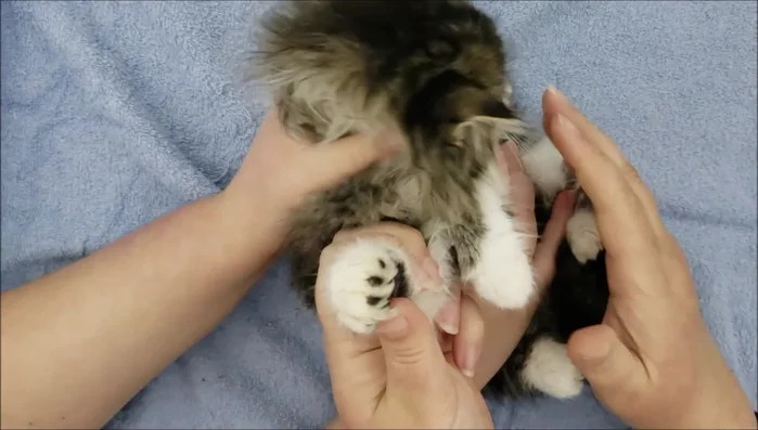 Continue with the other paws, using a gentle walking motion to extend the paws for better access if needed.