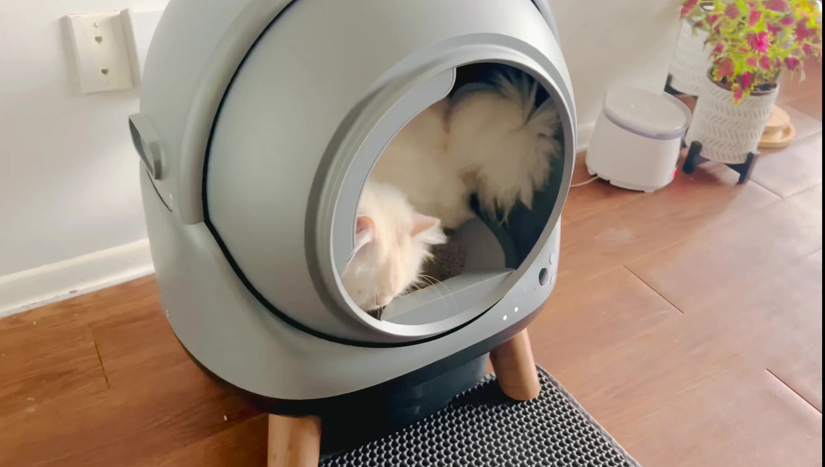 Shot highlighting the spacious interior of the litter box