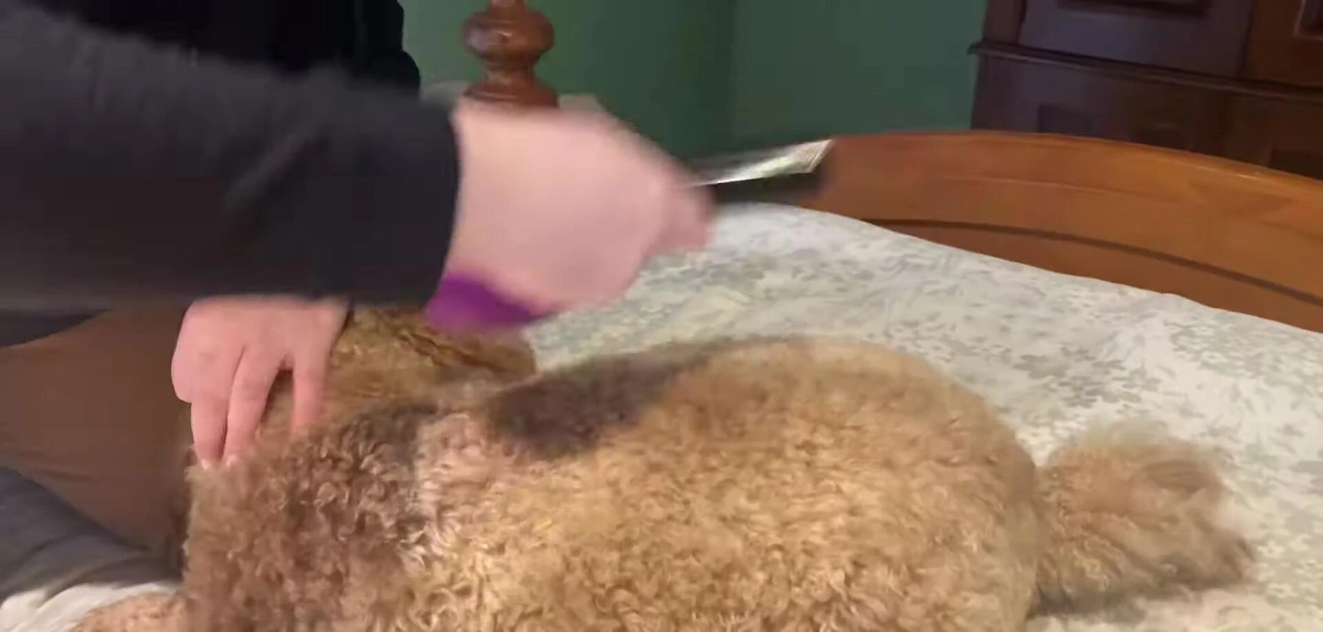 The self-cleaning slicker brush