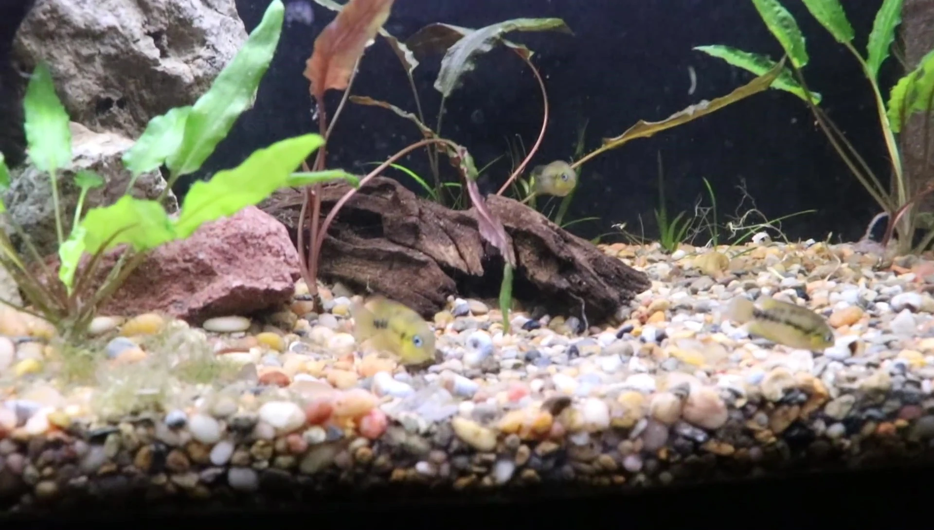 A beautifully planted aquarium showcasing the natural look of real plants.