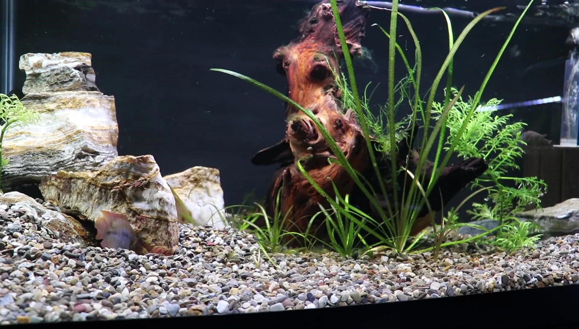 Healthy, vibrant real plants in an aquarium, illustrating their impact on water quality.