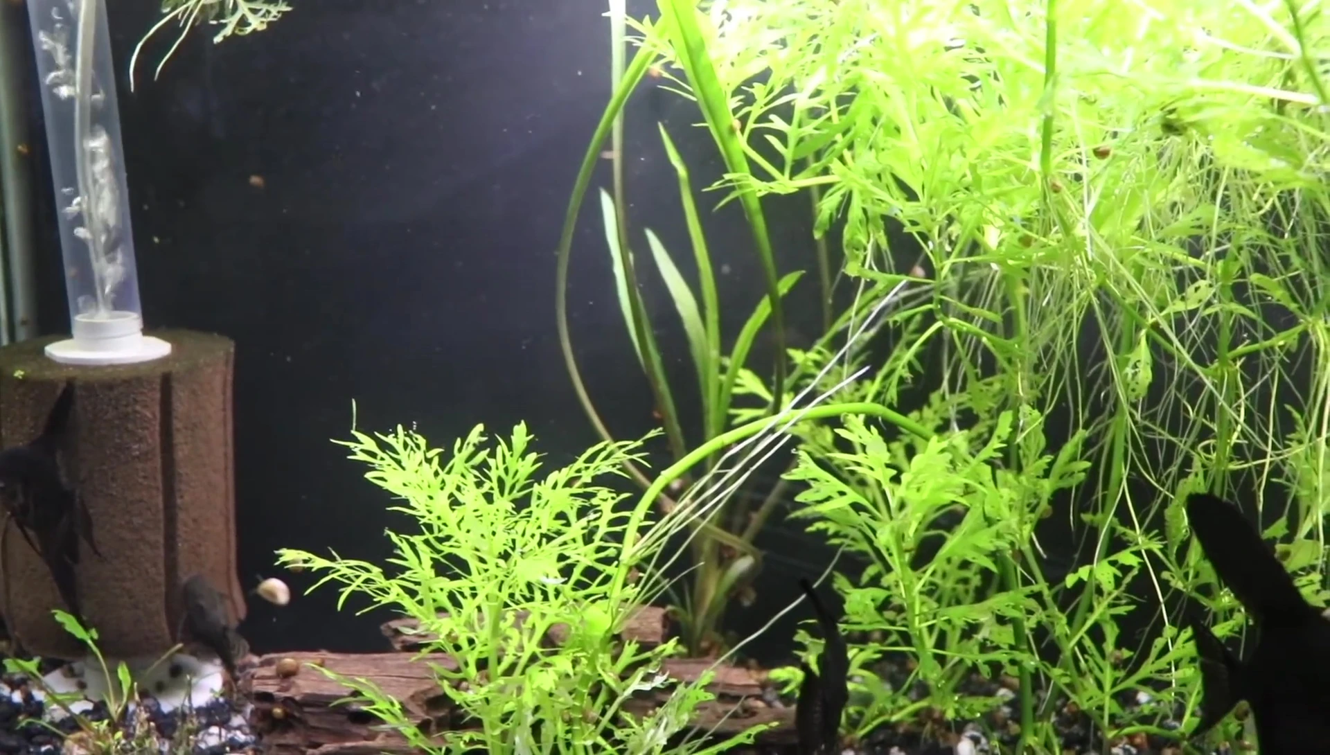 The host summarizing the advantages of real plants.