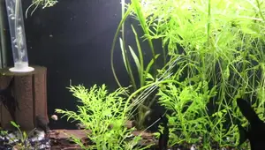 Real vs. Fake Aquarium Plants: A Comprehensive Comparison