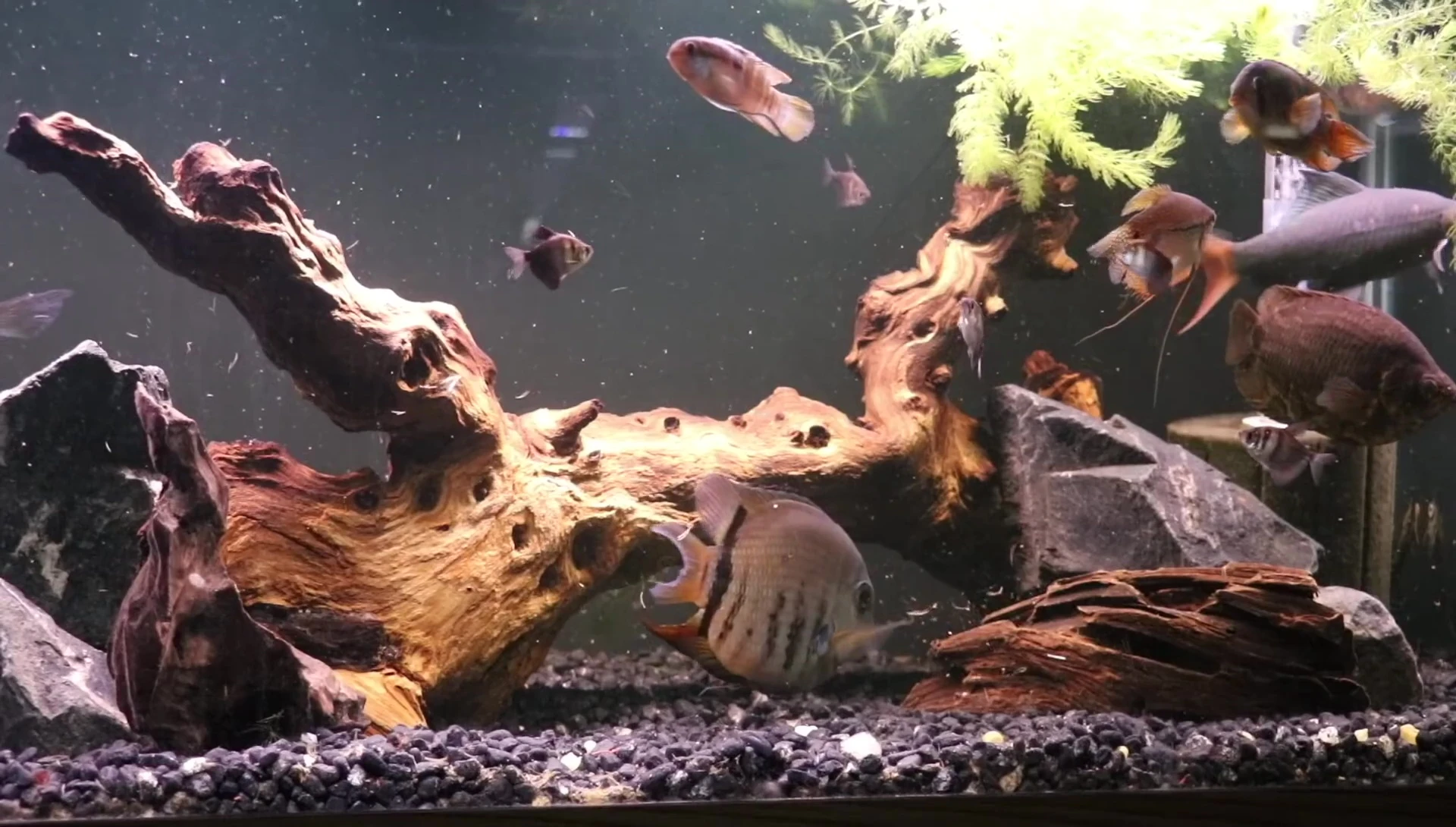 An aquarium with damaged real plants, highlighting the challenges of keeping real plants with certain fish species.