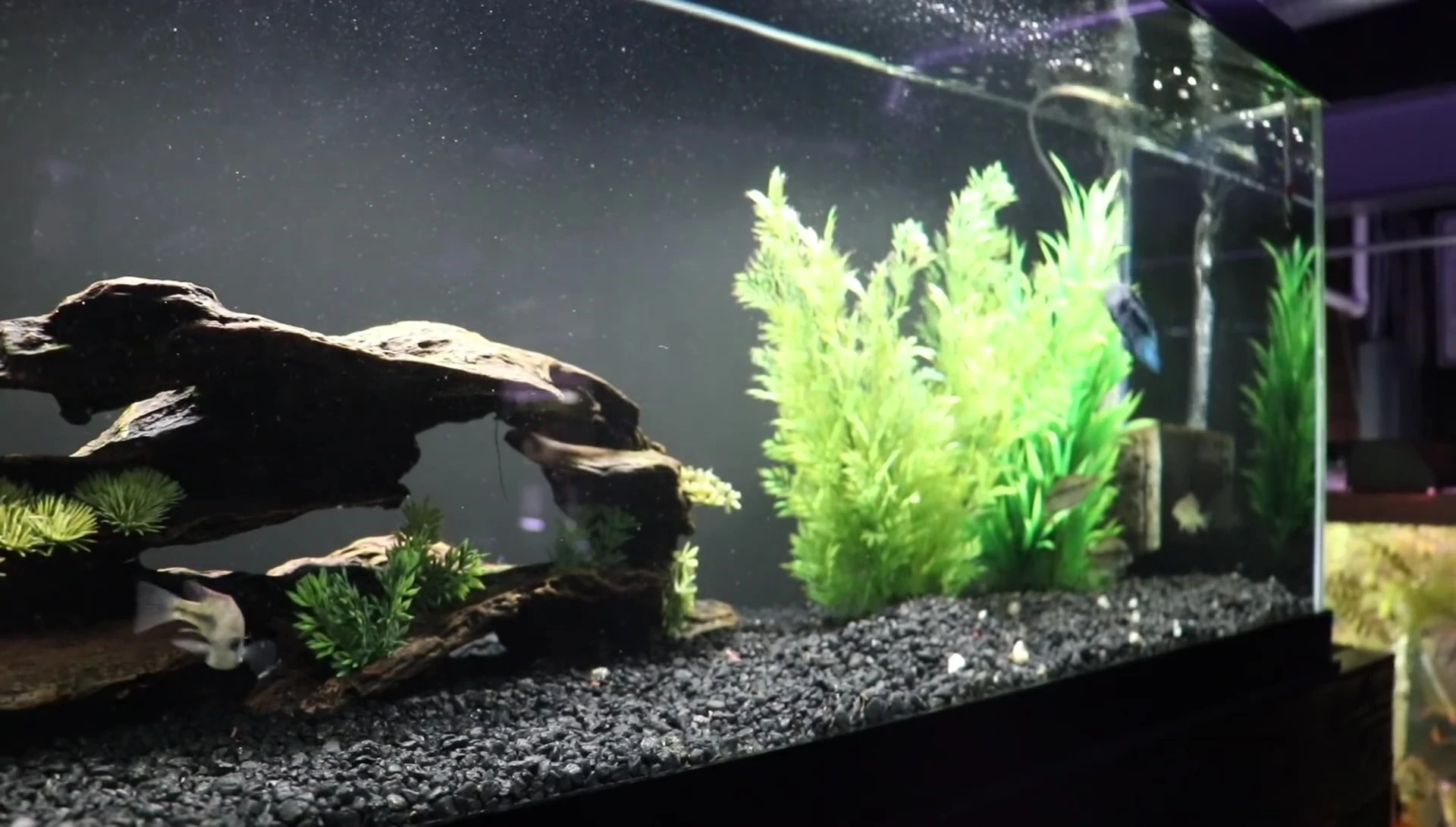 Close-up of artificial aquarium plants, showing their realistic appearance.