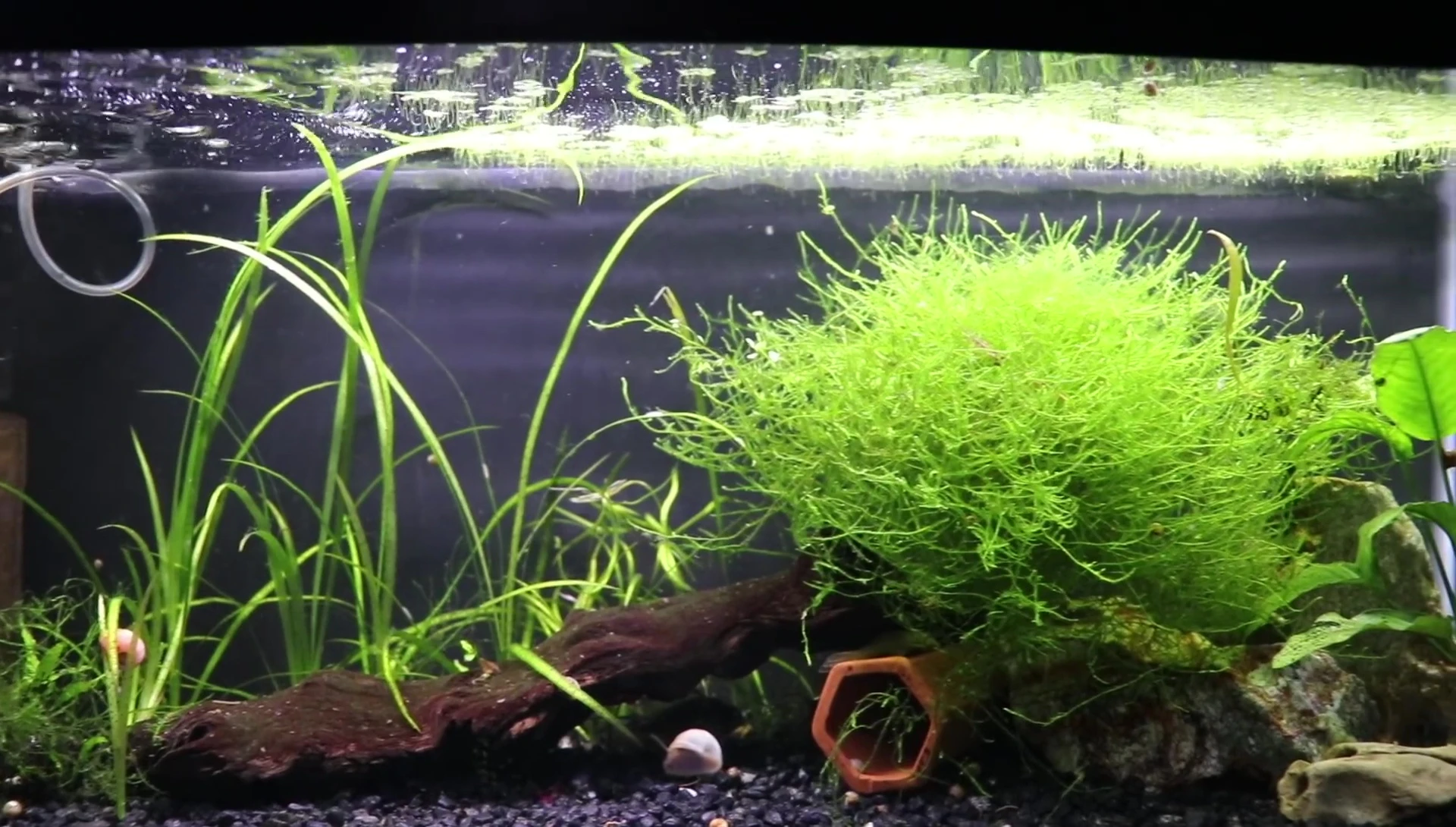 A well-established aquarium with a variety of thriving real plants.