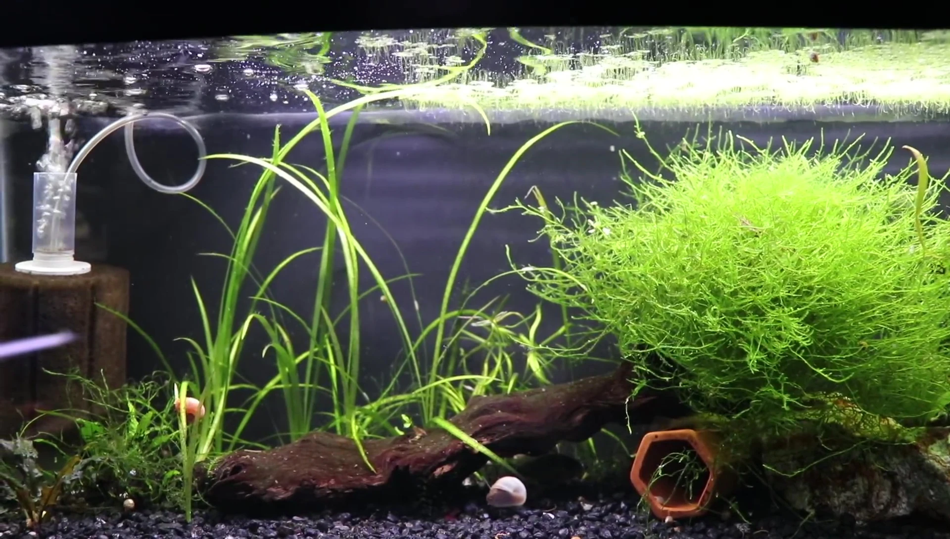 Close-up of various real aquarium plants growing luxuriantly.