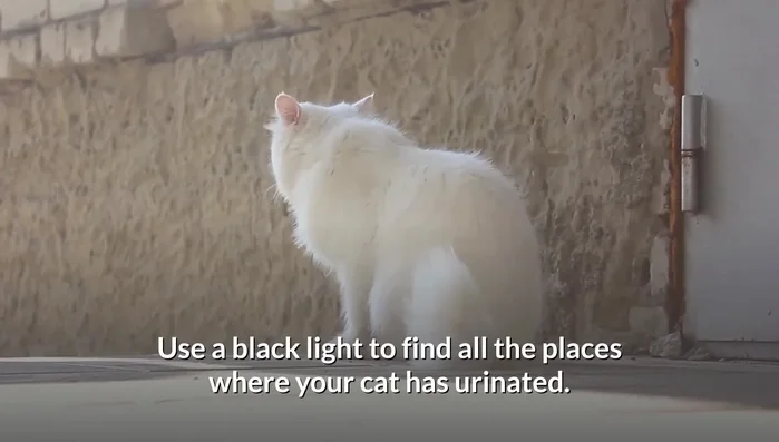 Add either dishwashing liquid or hydrogen peroxide solution to the baking soda, creating a paste. Let it air dry, then vacuum.