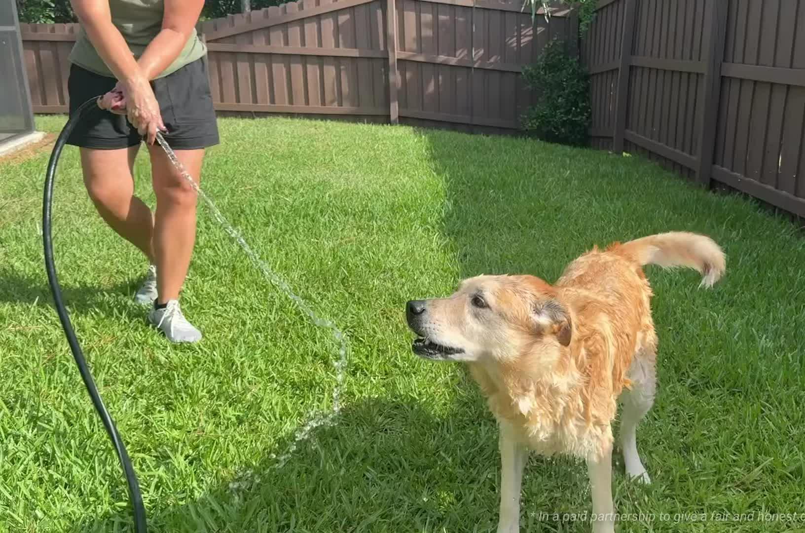 Honey, the energetic dog with itchy skin
