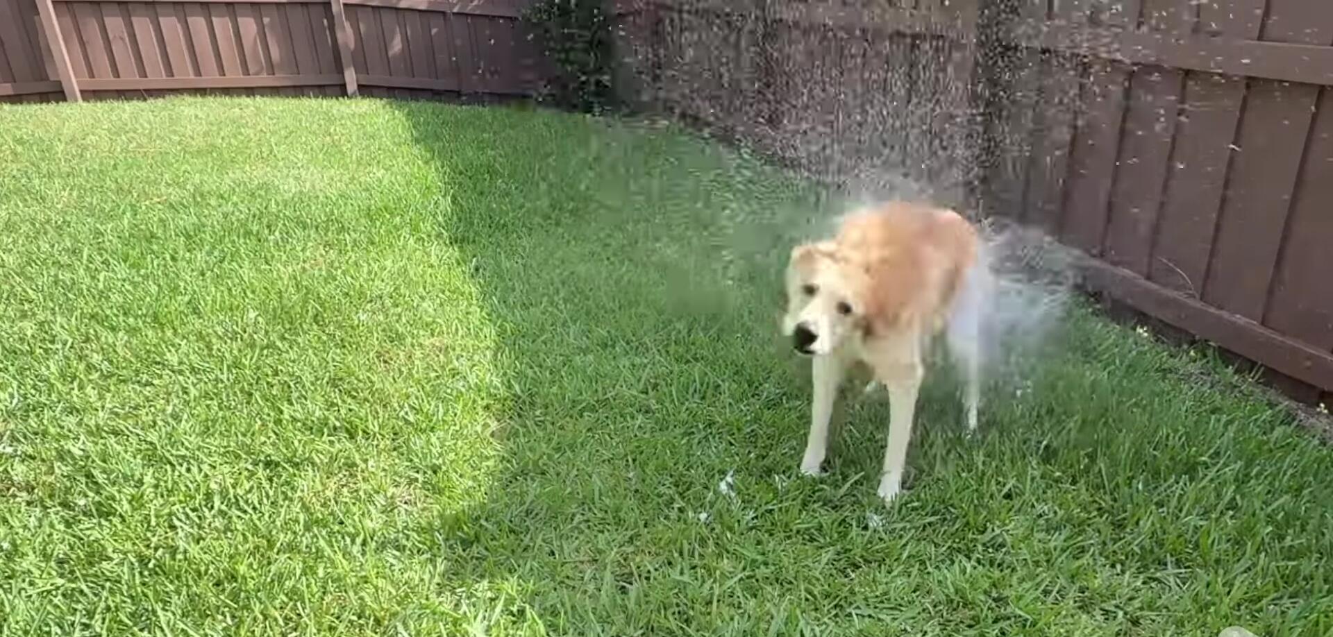 Honey after the bath, showing a shiny coat