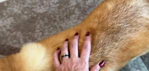 PUAINTA Herbal Dog Shampoo Review: A Deep Cleanse for Itchy Skin?