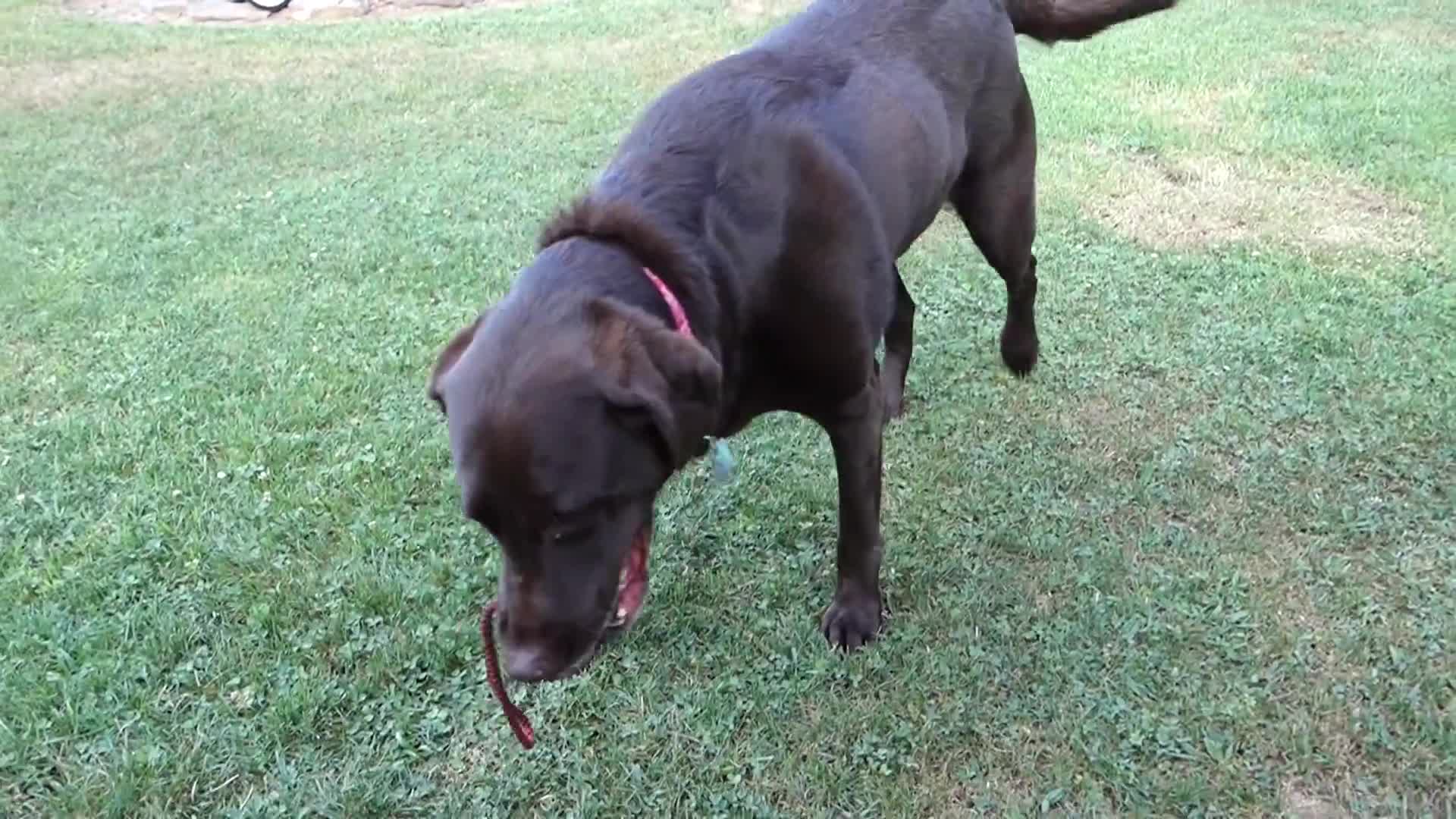 Image of a chocolate lab shedding heavily