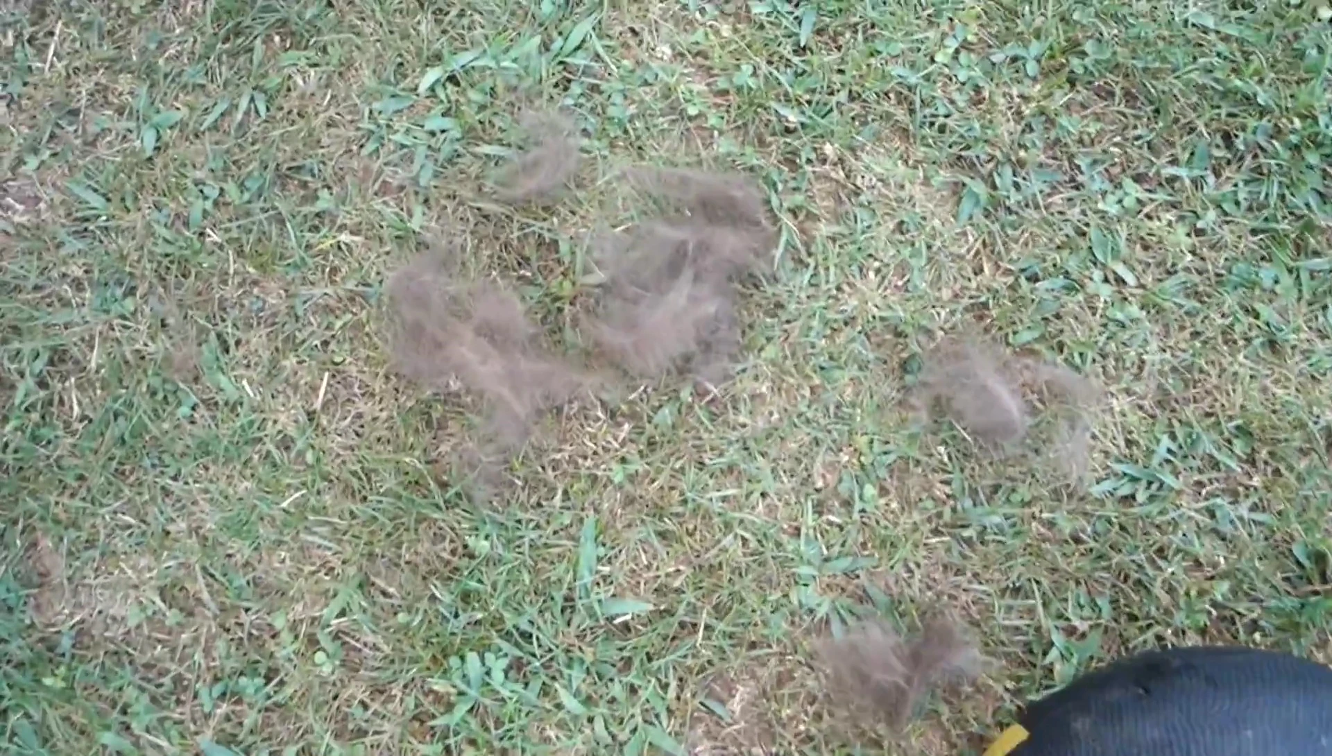 Large pile of fur removed from Roxy's hindquarters
